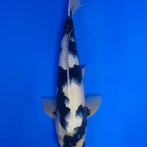 Shiro Utsuri, Nisai 44cm, Male Omosako Koi Farm