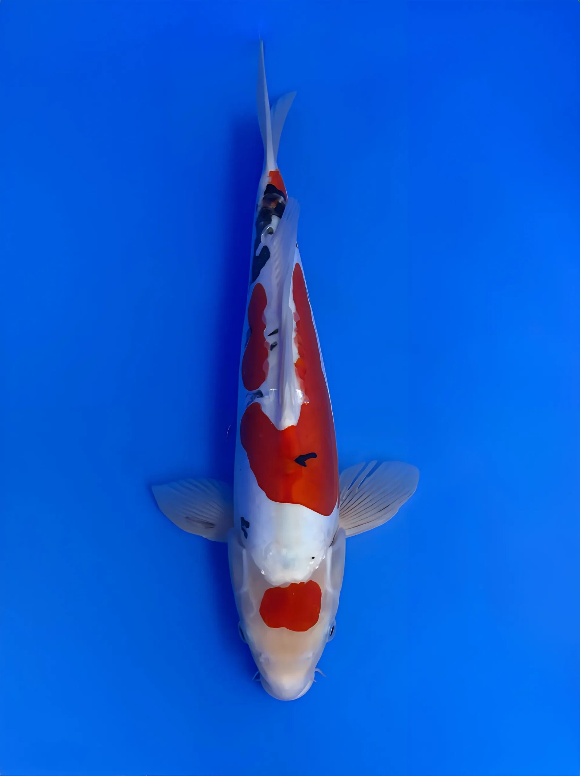 Maruten Doitsu Sanke, Nisai 38cm, Aoki Koi Farm