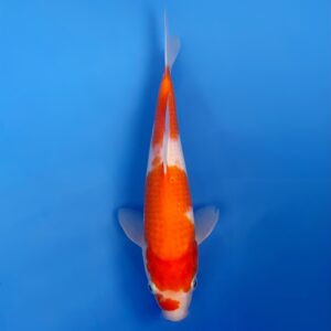 Kohaku, Tosai 27cm, Sakai Koi Farm