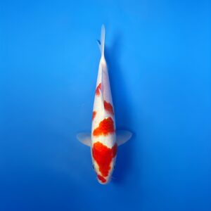 Ai Goromo, Jumbo Tosai 31cm, Sakazume Koi Farm