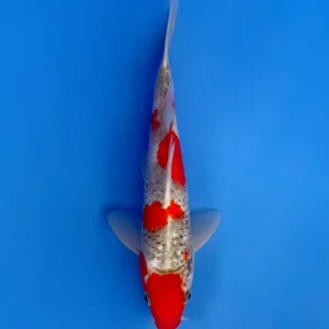 Goshiki, Jumbo Tosai, 30cm, Aoki Koi Farm