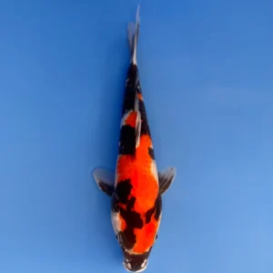Showa, Jumbo Tosai 31cm, Isa Koi Farm