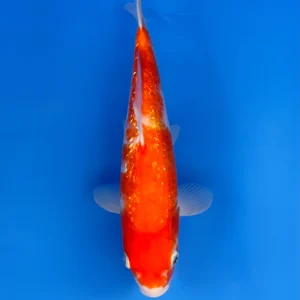 Ginrin Kohaku, Tosai 30cm, Maruhiro Koi Farm