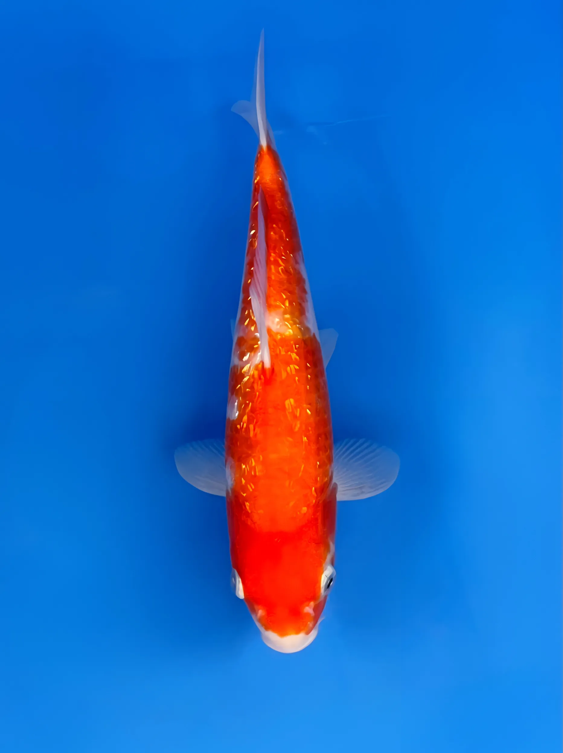 Ginrin Kohaku, Tosai 30cm, Maruhiro Koi Farm