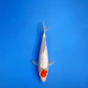 Tancho Goshiki, Tosai 28cm, Aoki Koi Farm