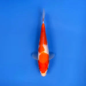 Kohaku, Tosai 25cm, Sakai Koi Farm