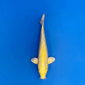 Ginrin Yamabuki, Tosai 27cm, Sakazume Koi Farm
