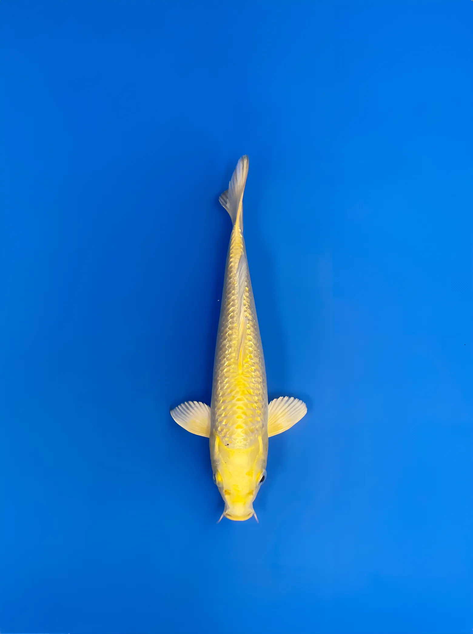 Ginrin Yamabuki, Tosai 27cm, Sakazume Koi Farm