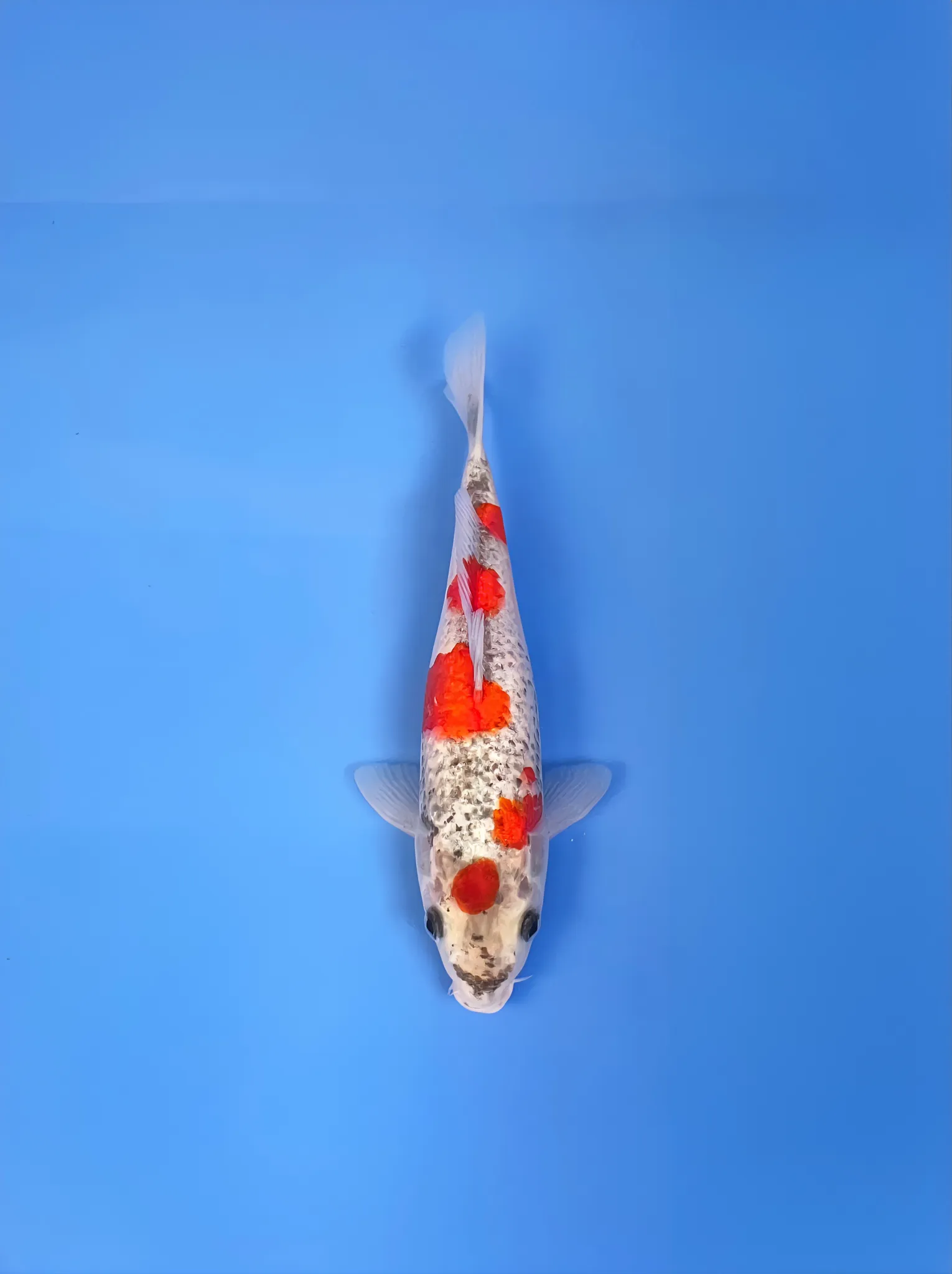 Maruten Goshiki, Tosai 24cm, Aoki Koi Farm