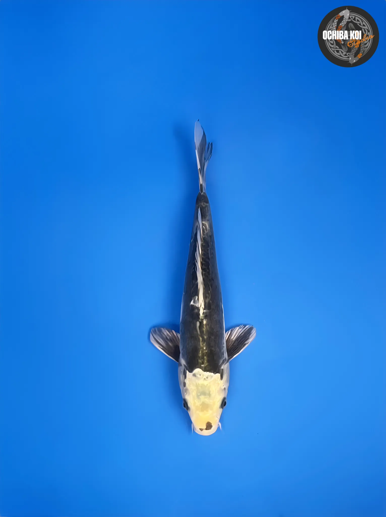 Kumonryu, Tosai 32cm, Aoki Koi Farm