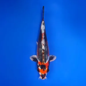 Beni Kikokuryu, Nisai 36cm, Aoki Koi Farm