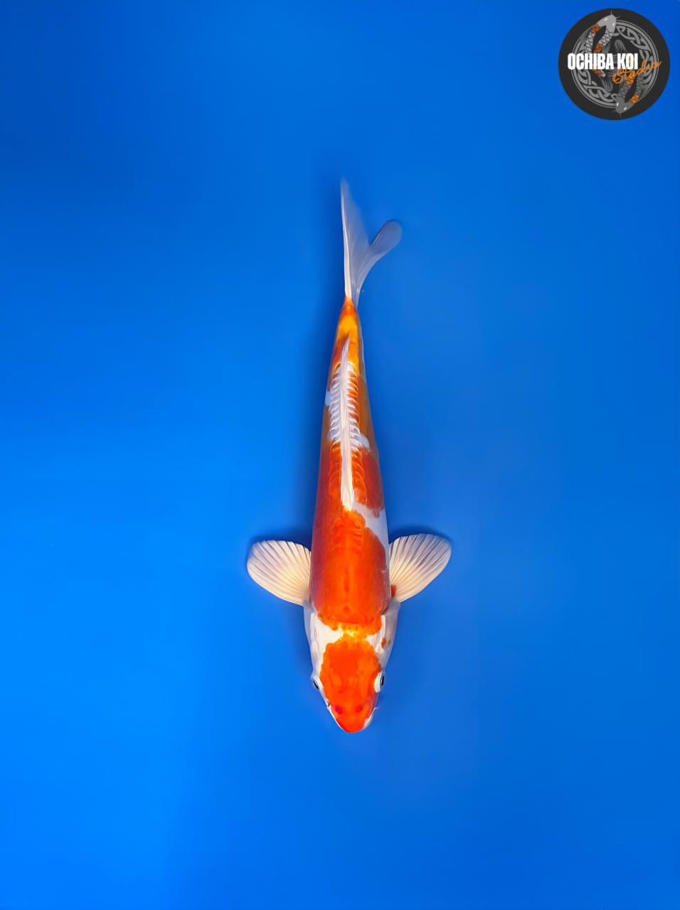 Kikusui, Jumbo Tosai 34cm, Male, Aoki Koi Farm