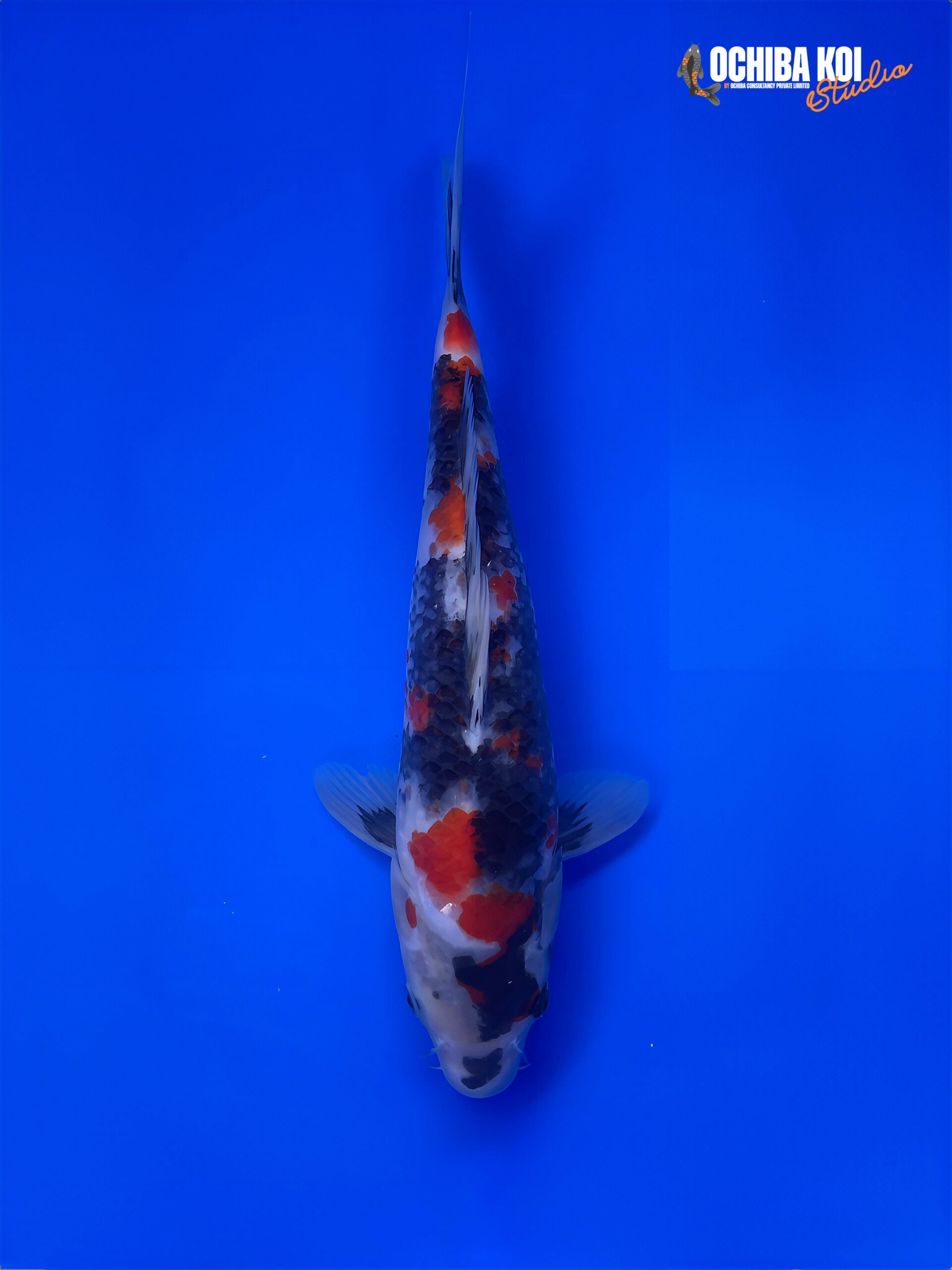 Showa, Jumbo Tosai 37cm, Dainichi Koi Farm