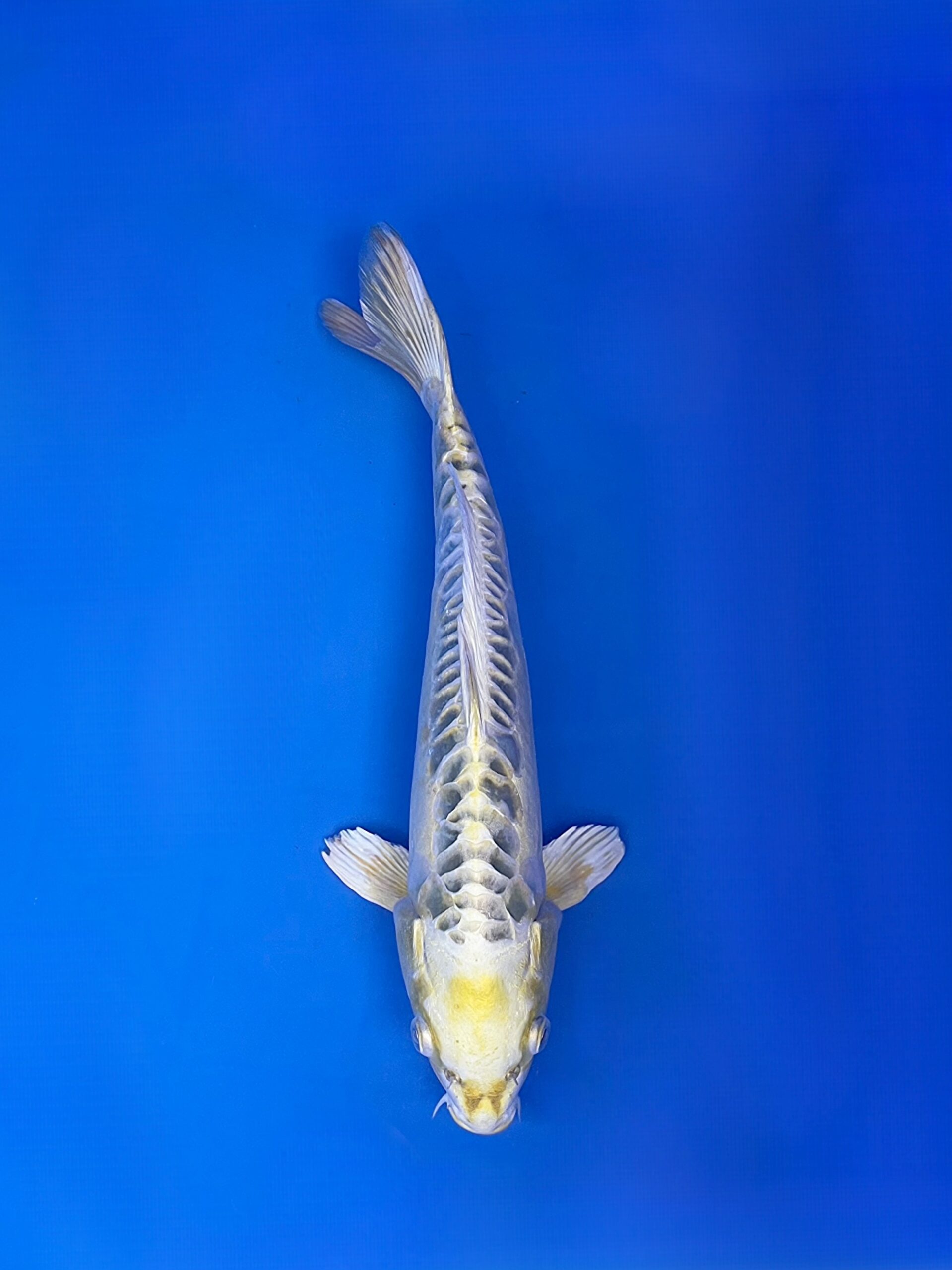 Kin kikokuryu Aragoke, aoki, Female 35cm